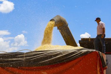No Paraná, a expectativa é que sejam colhidas 15,4 milhões de toneladas de milho