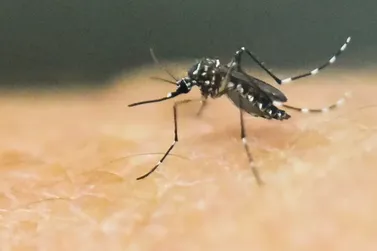 Registro de surto da Chikungunya no Paraguai causa alerta nas cidades vizinhas