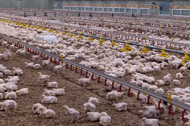 Ministério suspende feiras de aves no país para prevenir gripe aviária