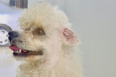 Cachorrinho perdido aguarda tutor no Bairro Uni&atilde;o