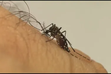 Secretaria de Saúde confirma primeira morte por dengue em Cianorte