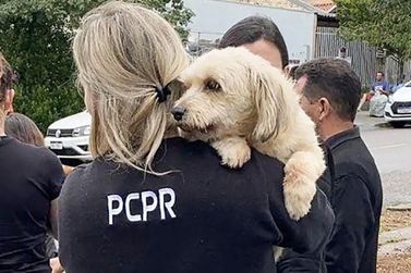 Polícia Civil orienta sobre como denunciar maus-tratos a animais