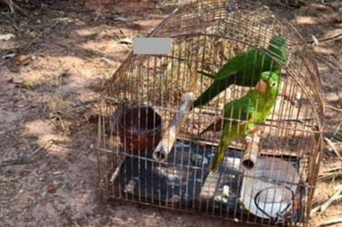 Moradores são multados em R$ 16 mil por maltratar papagaios e maritacas