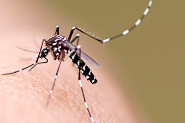 Período chuvoso provoca alerta no aumento dos casos de dengue em Coelho Neto