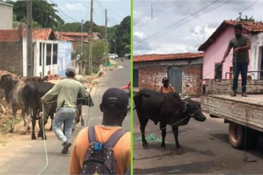Prefeitura de Coelho Neto inicia recolhimento de animal solto nas ruas