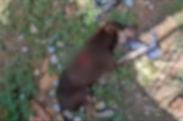 Homem de 52 anos &eacute; preso suspeito de matar cachorro a facada em Afonso Cunha
