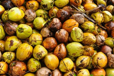 Decreto regulamenta atividade de venda de coco&nbsp;em&nbsp;Conde