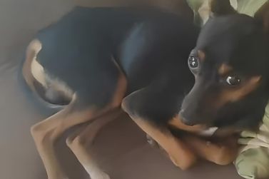 Bezinho, Pinscher de pequeno porte, desaparece no centro de Conde