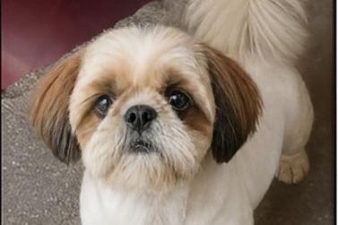 Cachorro Pipo desaparece no S&iacute;tio do Conde e fam&iacute;lia pede ajuda para localiz&aacute;-lo