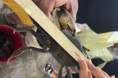 Estudantes transformam pesquisa em a&ccedil;&atilde;o ambiental para proteger caranguejos em Conde
