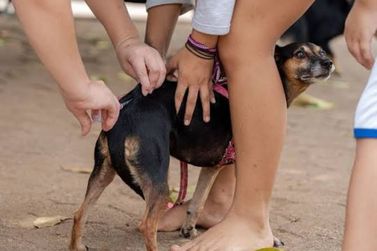 Campanha de vacina&ccedil;&atilde;o antirr&aacute;bica segue at&eacute; 28 de agosto em Conde