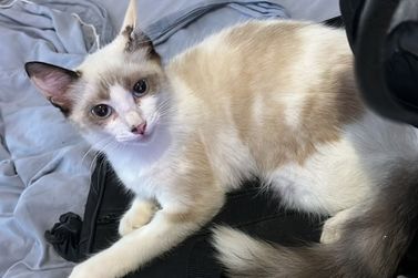 Voc&ecirc; viu a Matilda? Gata desaparece na Vila do Conde e tutor pede ajuda
