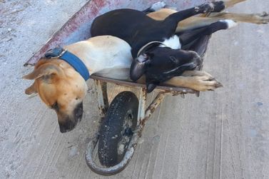 Moradores relatam mortes suspeitas de c&atilde;es e gatos no S&iacute;tio do Conde