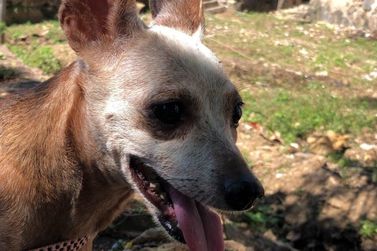 Belinha desaparece em Estiva Nova e tutora pede ajuda para reencontr&aacute;-la