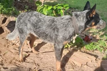 Tutora procura por c&atilde;o Spaik ap&oacute;s desaparecimento na Vila do Conde
