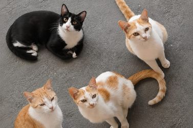 Moradores procuram por gatos comunit&aacute;rios desaparecidos em S&iacute;tio do Conde