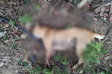 Cadela &eacute; encontrada morta com sinais de viol&ecirc;ncia no Assentamento da Torre, em Conde