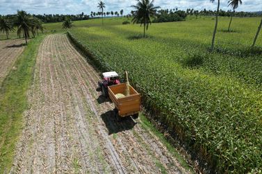 Colheita de milho alcan&ccedil;a metas e refor&ccedil;a potencial agr&iacute;cola de Conde