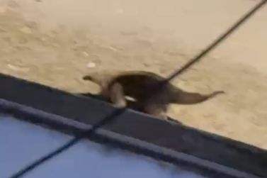 Tamandu&aacute; &eacute; flagrado durante a noite no S&iacute;tio do Conde