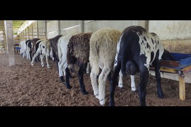 Fazenda &agrave; venda - 86684m&sup2; - Afligidos