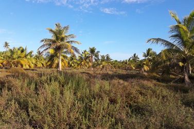 Fazenda &agrave; venda - 130000m&sup2; - Sitio do Conde