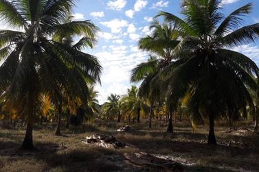 Fazenda &agrave; venda - 130000m&sup2; - Sitio do Conde