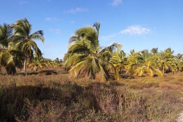 Fazenda &agrave; venda - 130000m&sup2; - Sitio do Conde