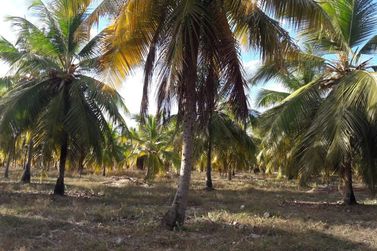 Fazenda &agrave; venda - 130000m&sup2; - Sitio do Conde