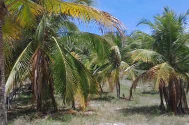 Fazenda &agrave; venda - 47m&sup2; - Centro