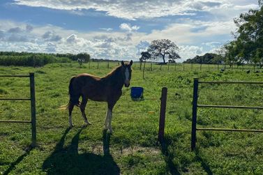 Fazenda &agrave; venda - 86684m&sup2; - Afligidos