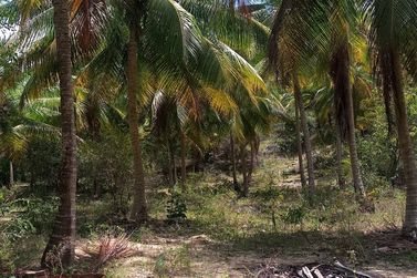 Ch&aacute;cara &agrave; venda - 60m&sup2; - Riacho Seco