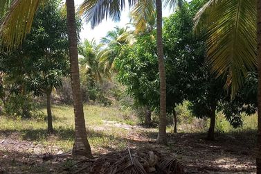 Ch&aacute;cara &agrave; venda - 60m&sup2; - Riacho Seco