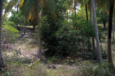 Ch&aacute;cara &agrave; venda - 60m&sup2; - Riacho Seco