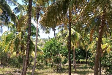 Ch&aacute;cara &agrave; venda - 60m&sup2; - Riacho Seco