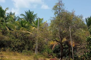 Ch&aacute;cara &agrave; venda - 60m&sup2; - Riacho Seco