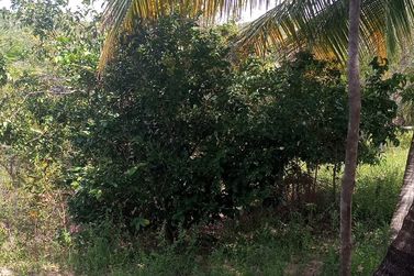 Ch&aacute;cara &agrave; venda - 60m&sup2; - Riacho Seco