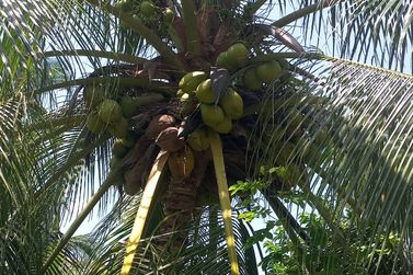 Ch&aacute;cara &agrave; venda - 60m&sup2; - Riacho Seco