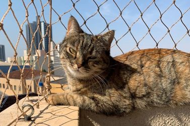 Moradora de Cruzeiro do Oeste procura gatinha desaparecida