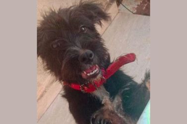 Tutora pede ajuda para localizar cachorrinha desaparecida em Cruzeiro do Oeste