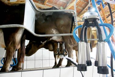 Preço do leite tende a aumentar decorrente aos custos de produção 