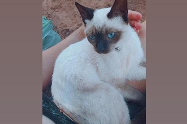 Família faz apelo para encontrar a gatinha Famosa em Cruzeiro do Oeste