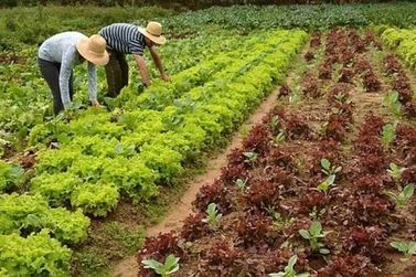 Benefícios da Lei Geral para o Produtor Rural e Agricultor Familiar