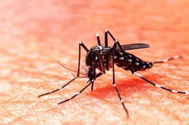 Ajude a combater a dengue, não espere o pior acontecer