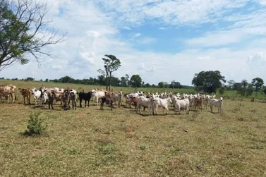 Polícia Militar recupera parte do gado roubado nesta quinta em Douradina