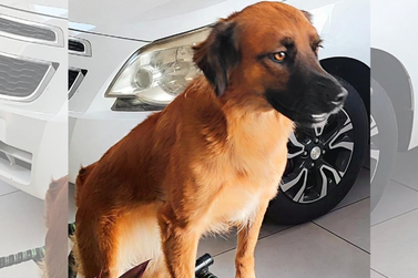 Ajude a encontrar a Samira, fam&iacute;lia pede ajuda para procurar cachorrinha 