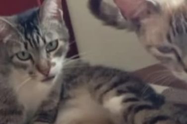 Gato foge em frente &agrave; cl&iacute;nica veterin&aacute;ria e tutora oferece recompensa