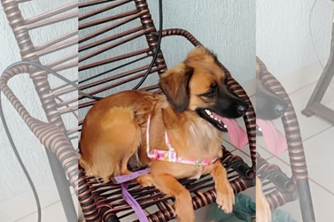 Fam&iacute;lia busca cachorrinha desaparecida e oferece recompensa