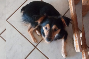Cachorrinho perdido em Cruzeiro do Oeste procura por seu tutor