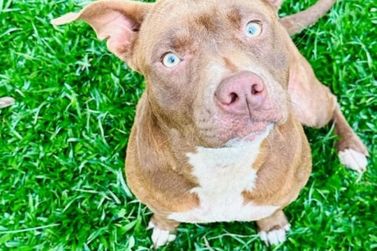 Pitbull Mika desaparece em Cruzeiro do Oeste e fam&iacute;lia faz apelo emocionante