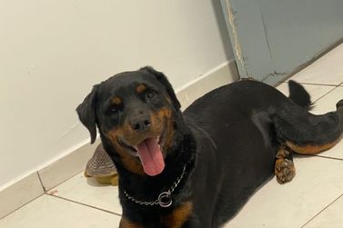 Cachorrinha desaparece em Cruzeiro do Oeste e fam&iacute;lia pede ajuda
